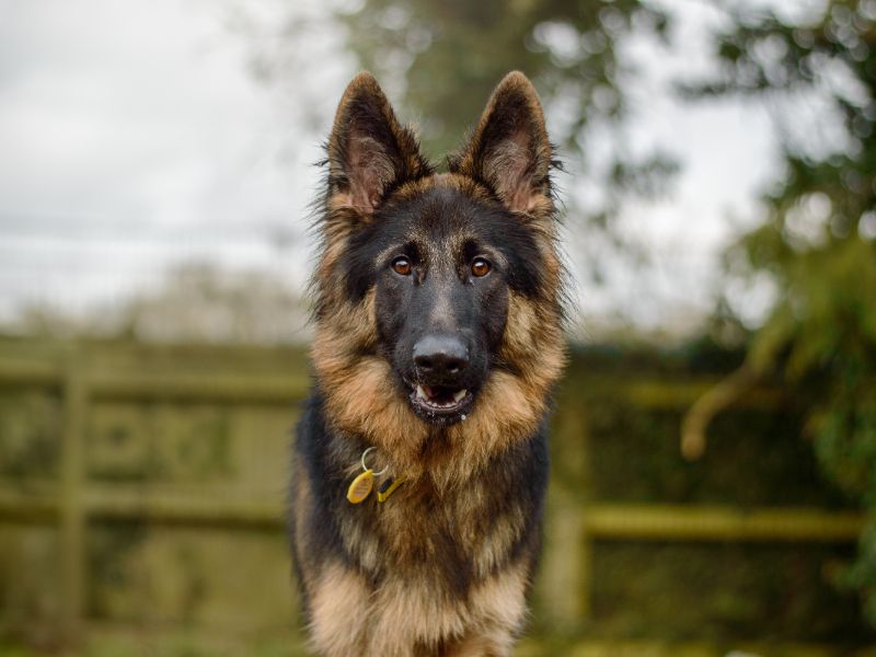 German Shepherd for adoption in Kenilworth, Warks – 1 year old