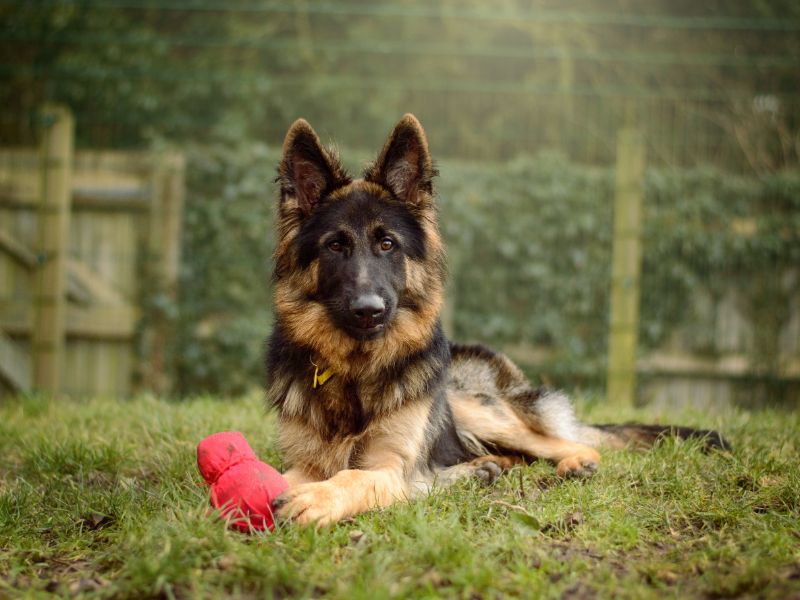 German Shepherd for adoption in Kenilworth, Warks – 1 year old - Image 4 of 5