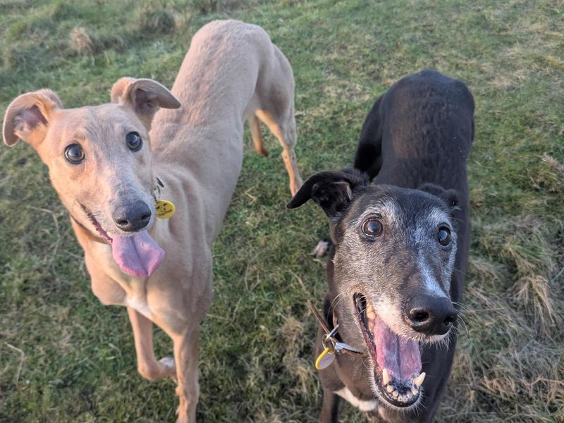 Greyhound for adoption in Glasgow, Scotland – 5 years old
