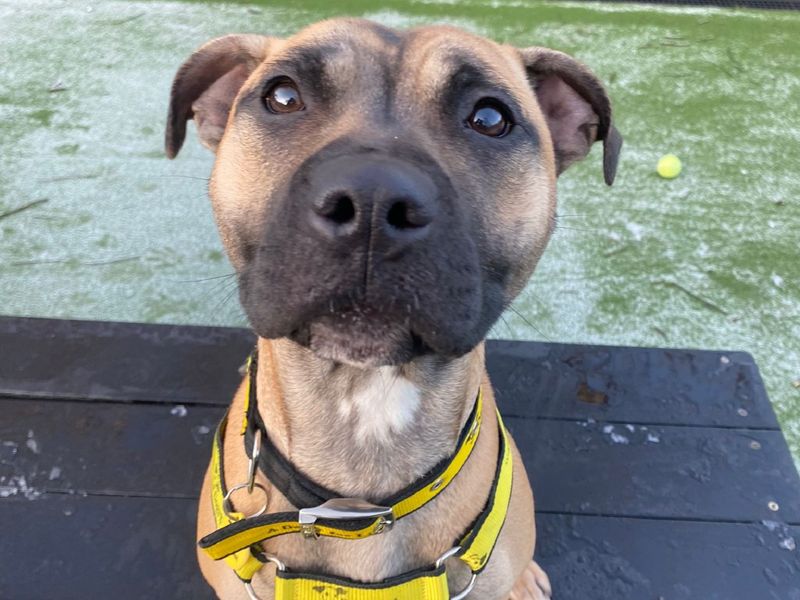 Staffordshire Bull Terrier for adoption in Chestfield, Kent – 2 years old - Image 3 of 3