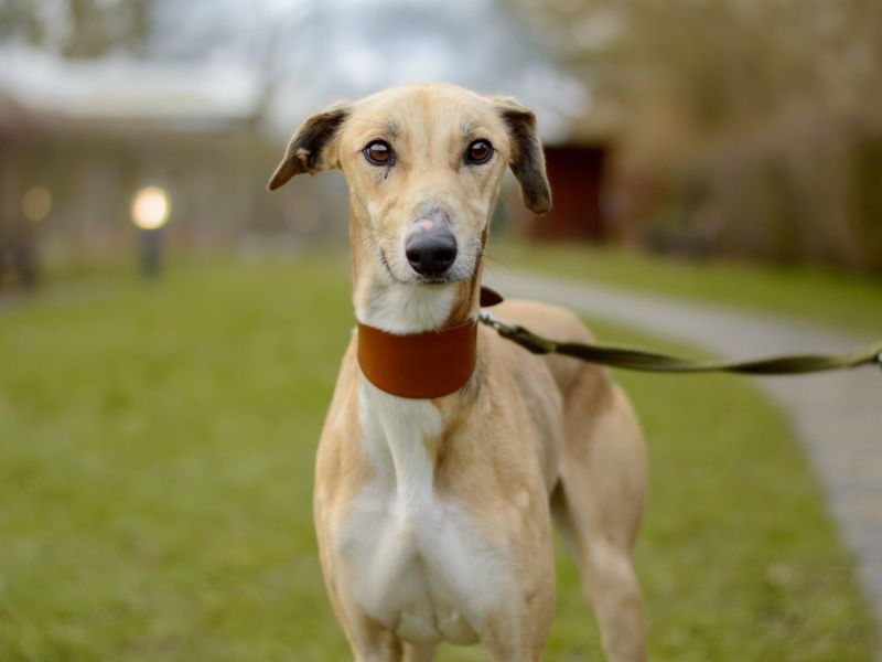 Jimmy | Lurcher | Kenilworth (West Midlands) - 1