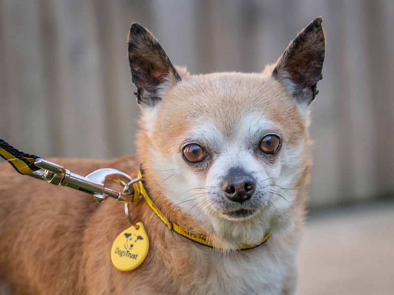 Chihuahua for adoption in Wymeswold, Leicestershire – 12 years old - Image 2 of 2