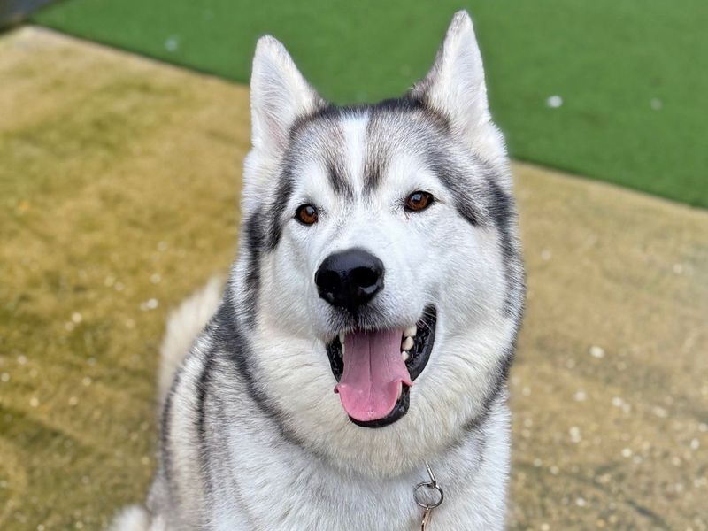 Siberian Husky for adoption in Shoreham by Sea, West Sussex – 7 years old - Image 8 of 10