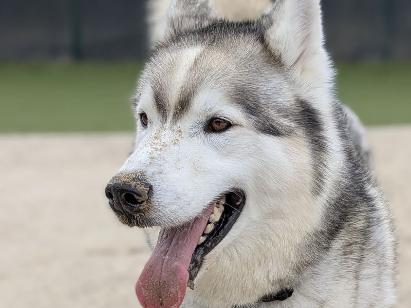 Siberian Husky for adoption in Shoreham by Sea, West Sussex – 7 years old - Image 3 of 10