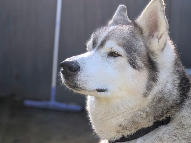 Siberian Husky for adoption in Shoreham by Sea, West Sussex – 7 years old - Image 9 of 10