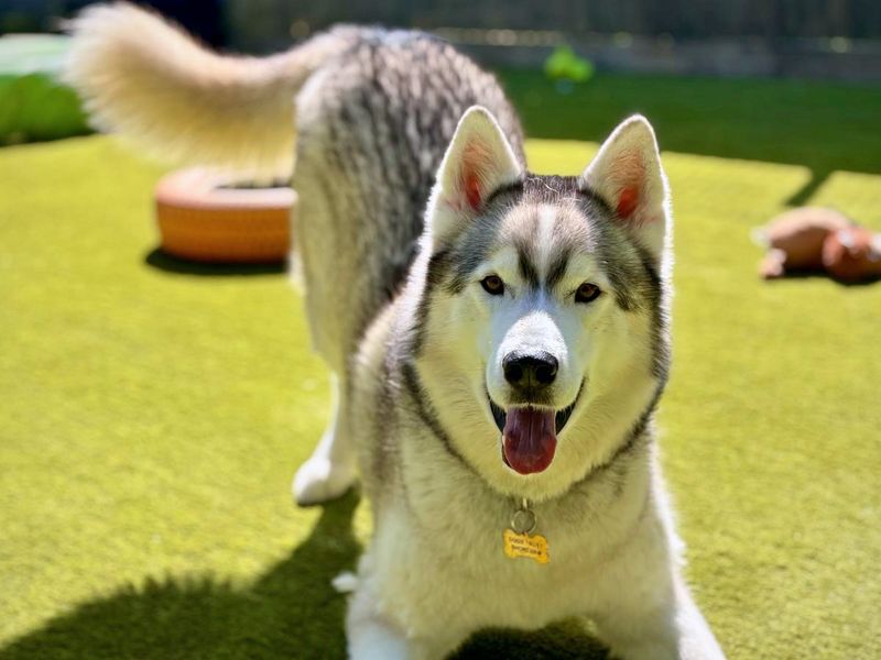 Siberian Husky for adoption in Shoreham by Sea, West Sussex – 7 years old - Image 7 of 10