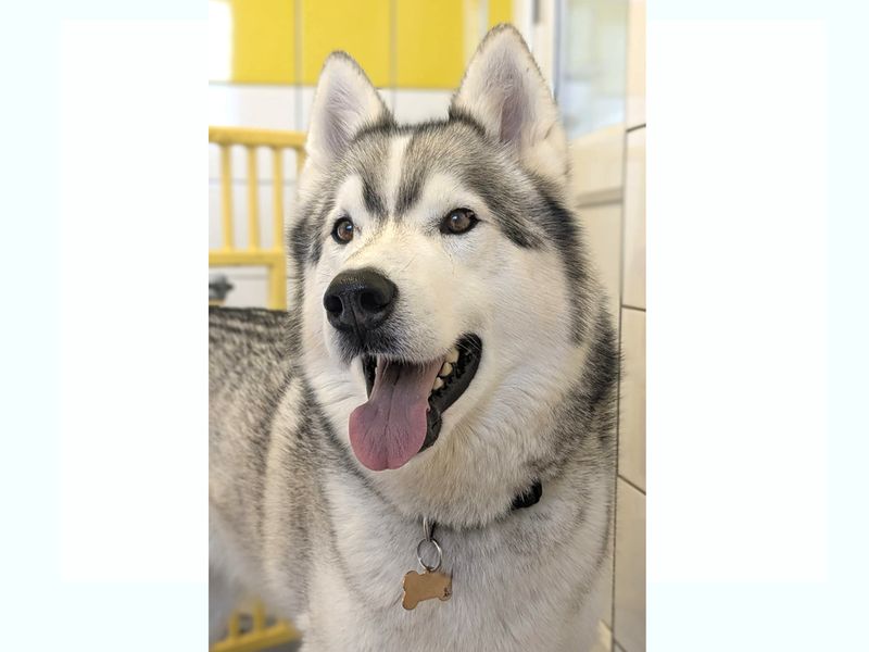 Siberian Husky for adoption in Shoreham by Sea, West Sussex – 7 years old - Image 4 of 10