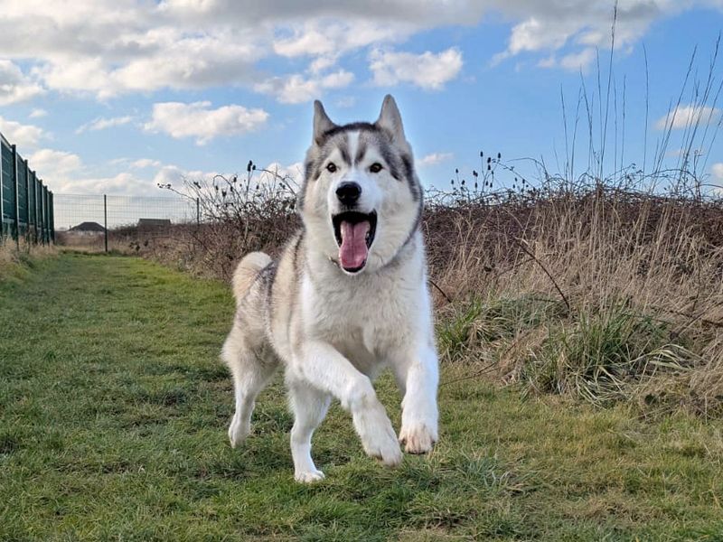 Siberian Husky for adoption in Shoreham by Sea, West Sussex – 7 years old - Image 10 of 10