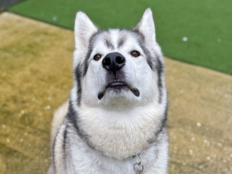 Siberian Husky for adoption in Shoreham by Sea, West Sussex – 7 years old