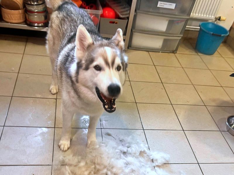 Siberian Husky for adoption in Shoreham by Sea, West Sussex – 7 years old - Image 2 of 10