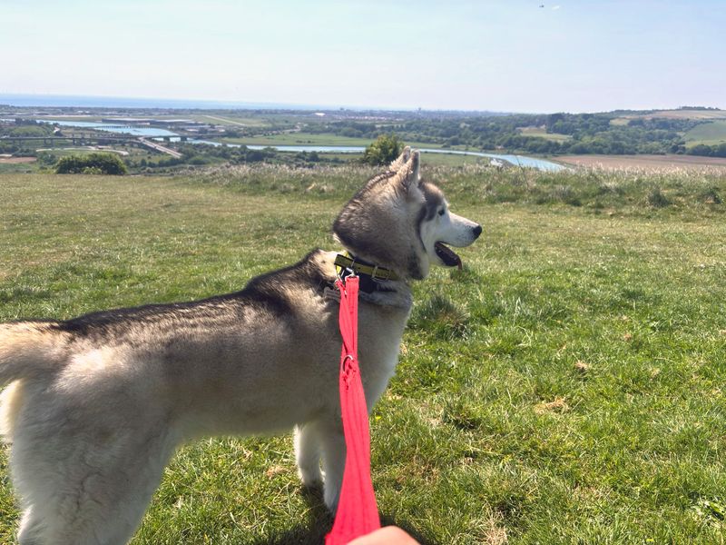 Siberian Husky for adoption in Shoreham by Sea, West Sussex – 7 years old - Image 5 of 10