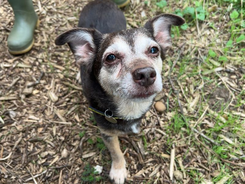 Jack Russell Terrier for adoption in Snetterton, Norfolk – 14 years old - Image 2 of 2