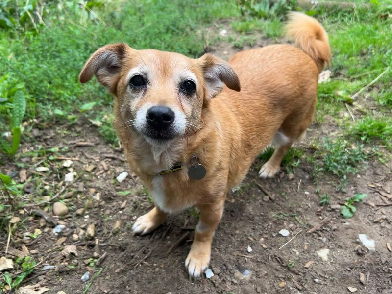 Jack Russell Terrier for adoption in Snetterton, Norfolk – 12 years old - Image 2 of 2