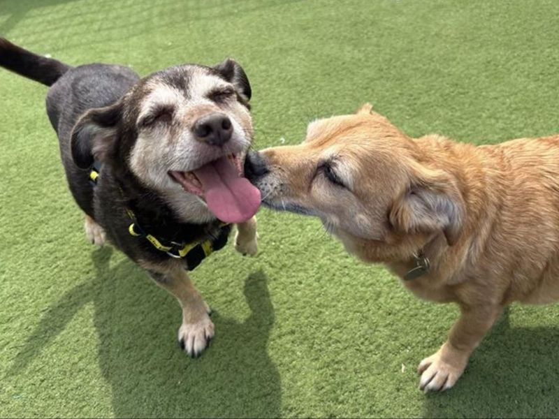 Jack Russell Terrier for adoption in Snetterton, Norfolk – 12 years old