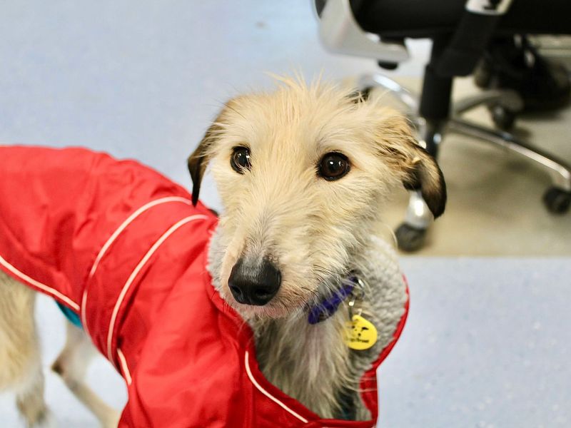 Skye | Lurcher Cross | Evesham (Worcestershire) - 1