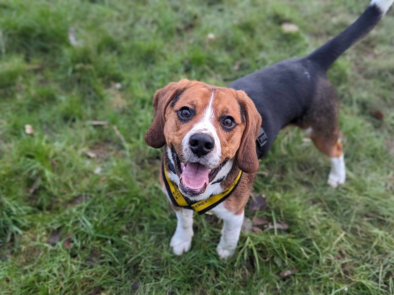 Beagle for adoption in Wales, Somerset – 1 year old - Image 5 of 5