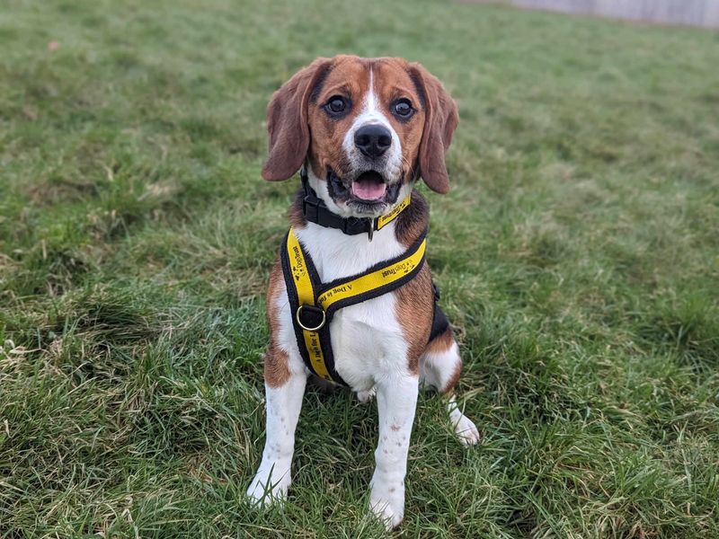 Beagle for adoption in Wales, Somerset – 1 year old - Image 4 of 5