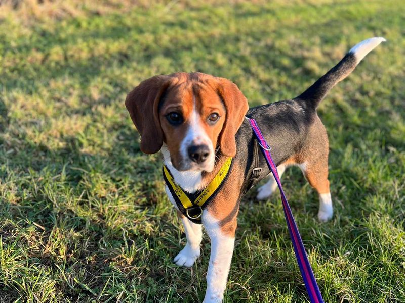 Beagle for adoption in Wales, Somerset – 1 year old - Image 3 of 5