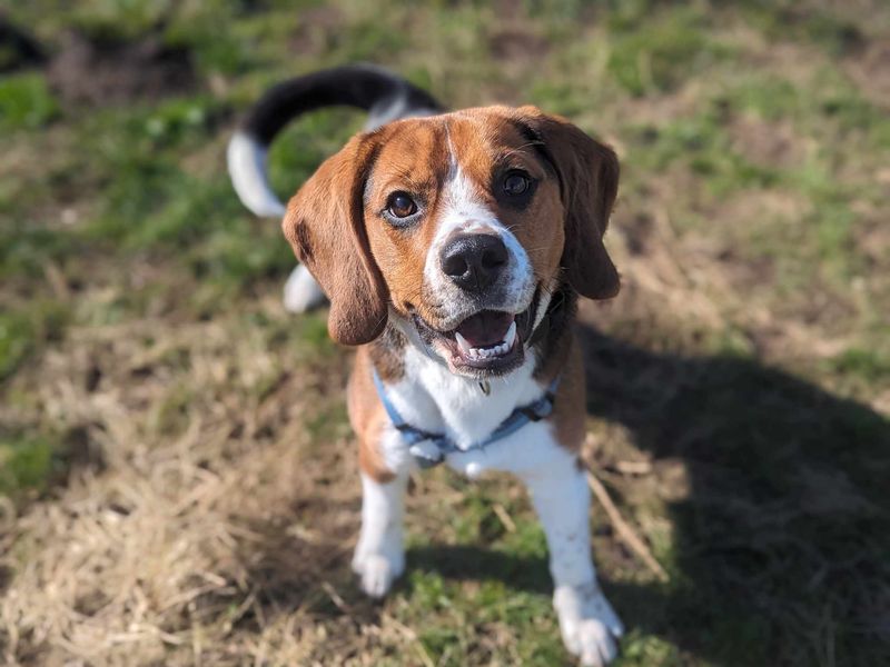 Mario | Beagle | Darlington - 1