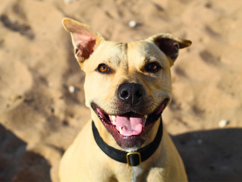 Staffordshire Bull Terrier for adoption in Manchester, Greater Manchester – 2 years old - Image 2 of 5
