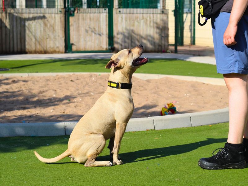 Staffordshire Bull Terrier for adoption in Manchester, Greater Manchester – 2 years old - Image 4 of 5