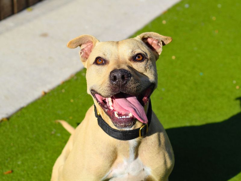 Staffordshire Bull Terrier for adoption in Manchester, Greater Manchester – 2 years old - Image 5 of 5