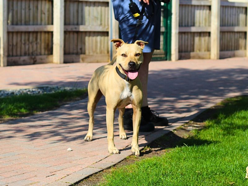 Staffordshire Bull Terrier for adoption in Manchester, Greater Manchester – 2 years old - Image 3 of 5