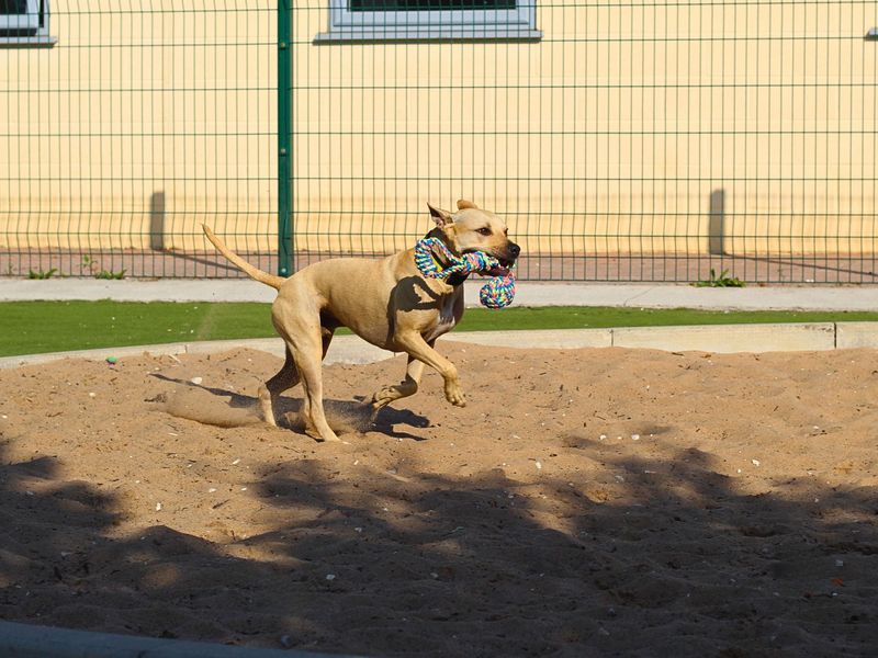 Staffordshire Bull Terrier for adoption in Manchester, Greater Manchester – 2 years old
