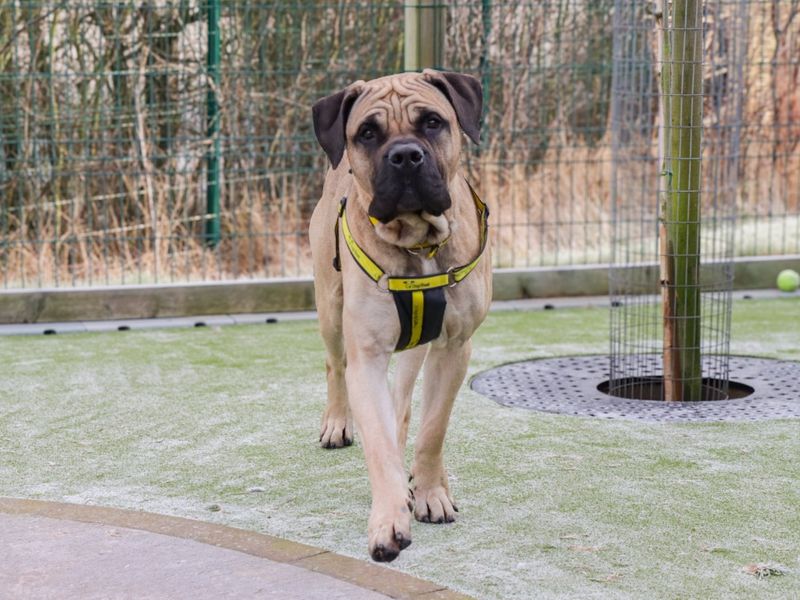 Mastiff for adoption in Evesham, Worcestershire – 1 year old - Image 4 of 5