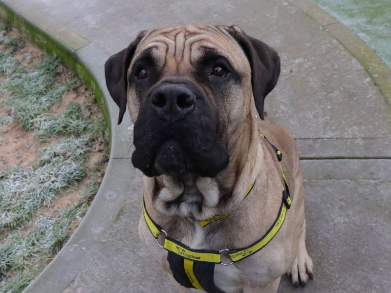 Mastiff for adoption in Evesham, Worcestershire – 1 year old - Image 2 of 5
