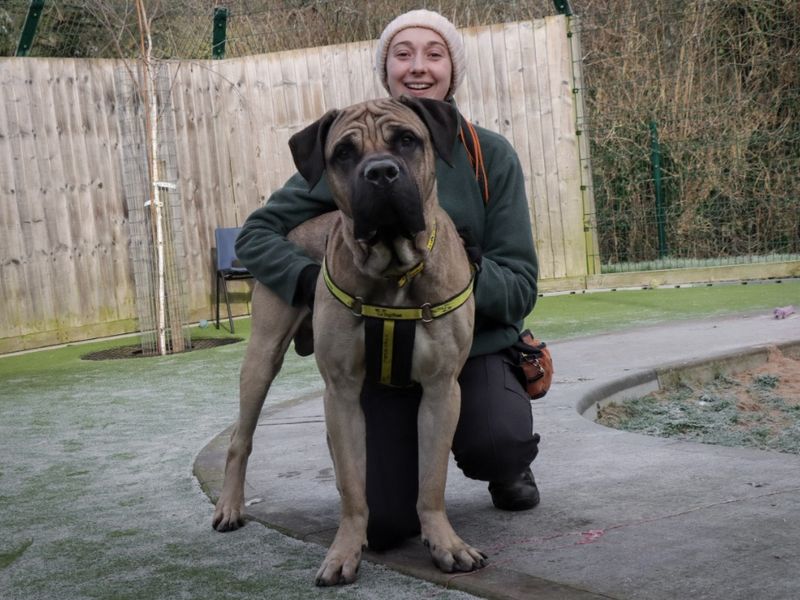 Mastiff for adoption in Evesham, Worcestershire – 1 year old - Image 5 of 5