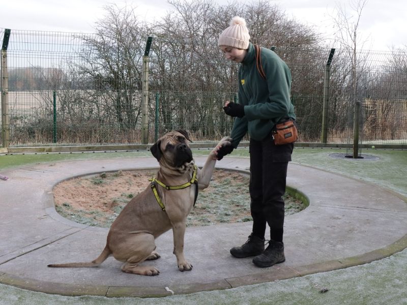 Samson for sale in Evesham, Worcestershire