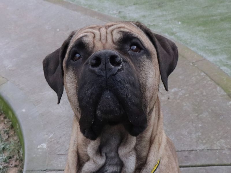 Mastiff for adoption in Evesham, Worcestershire – 1 year old - Image 3 of 5
