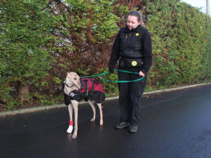 Greyhound for adoption in Evesham, Worcestershire – 6 years old - Image 4 of 5