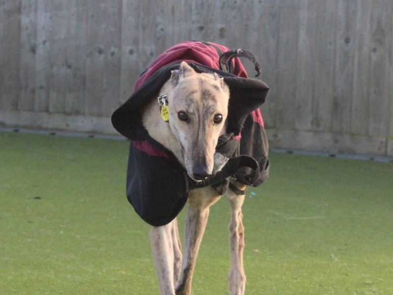 Greyhound for adoption in Evesham, Worcestershire – 6 years old - Image 5 of 5
