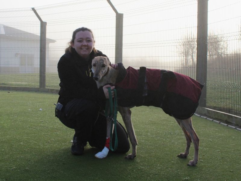 Greyhound for adoption in Evesham, Worcestershire – 6 years old - Image 3 of 5