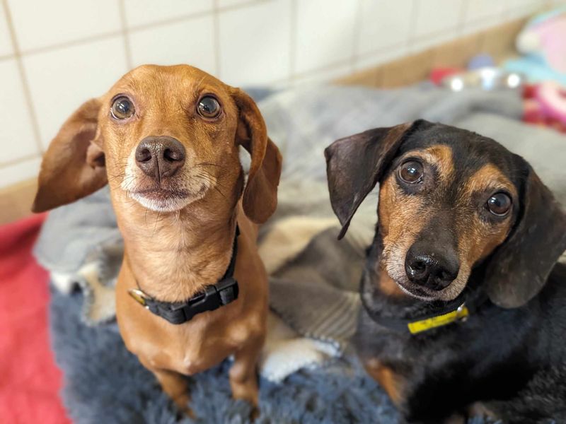 Dachshund for adoption in Mid Glamorgan, Wales – 8 years old - Image 2 of 2