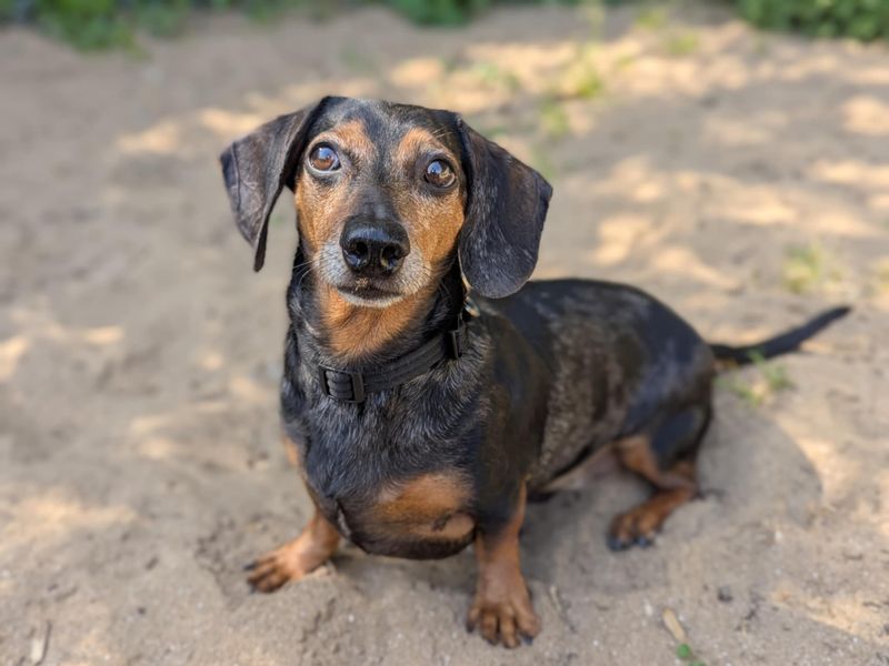 Ozzie | Dachshund (Miniature Smooth Haired) | Bridgend (Wales) - 1