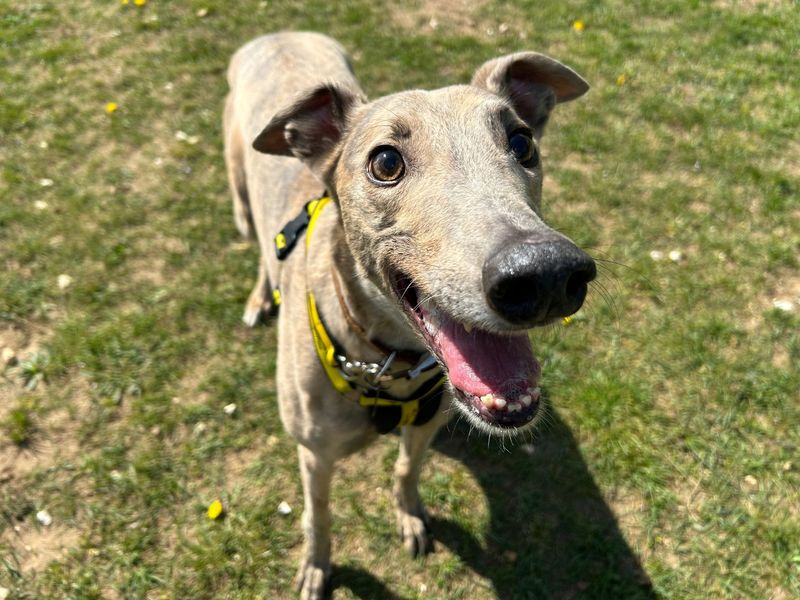 Floyd | Greyhound | Snetterton (Norfolk) - 1