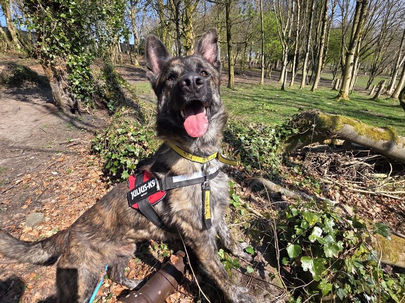 Turbo | Belgian Shepherd Dog (Malinois) Cross | Manchester - 1