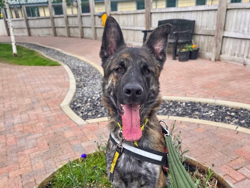 German Shepherd for adoption in Manchester, Greater Manchester – 4 years old - Image 4 of 4