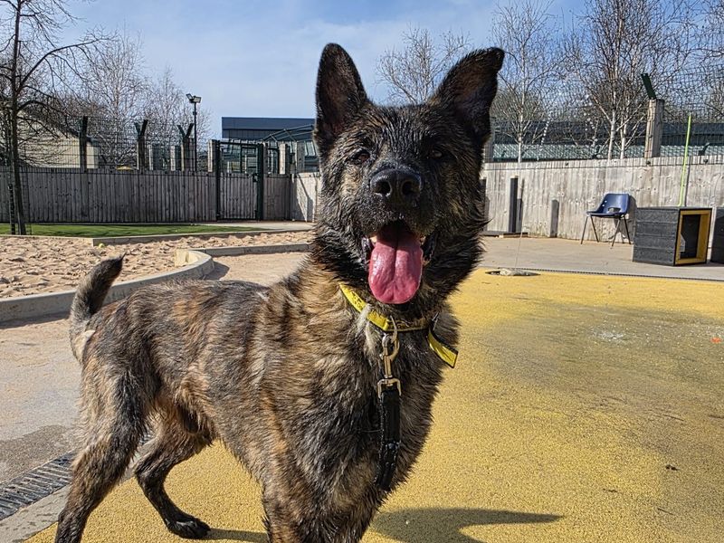 German Shepherd for adoption in Manchester, Greater Manchester – 4 years old - Image 2 of 4