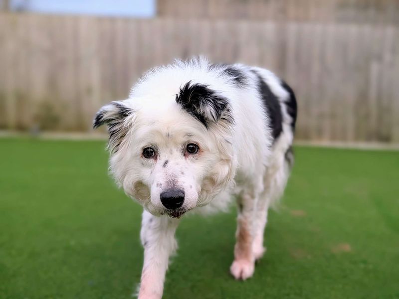 Border Collie for adoption in Cardiff, Glamorgan – 16 years old
