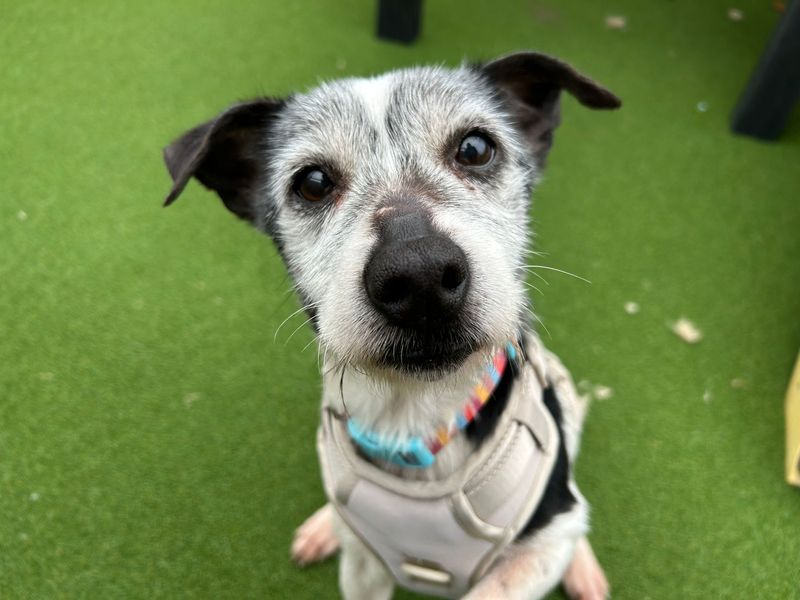 Jack Russell Terrier for adoption in Cardiff – 11 years old - Image 3 of 3