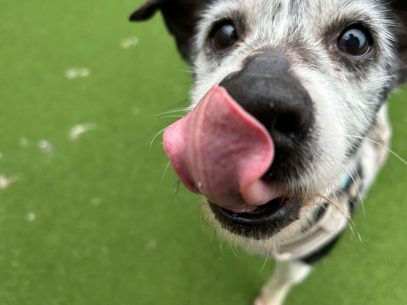 Pippa for sale in Cardiff, Glamorgan | Image 2