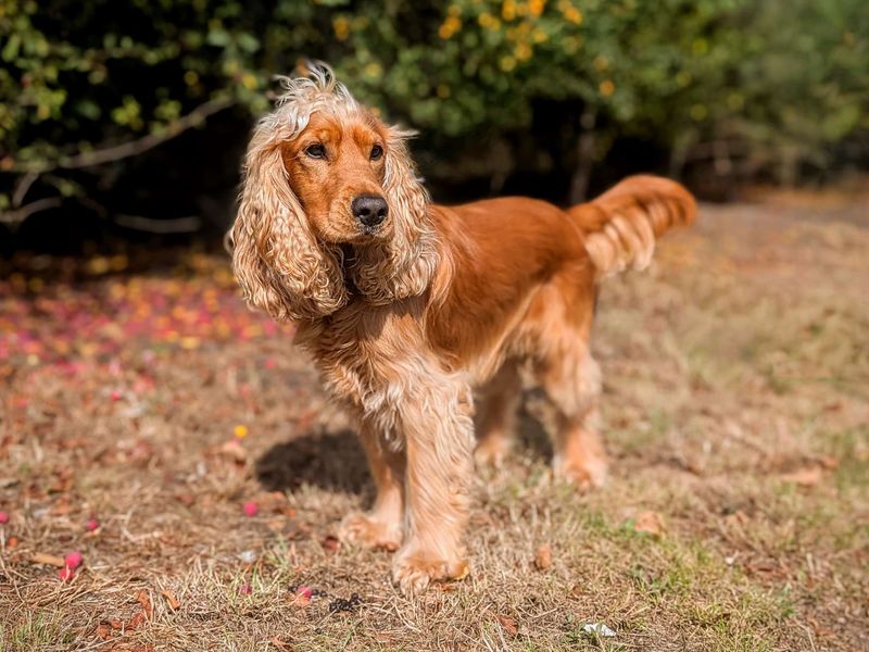 Cocker Spaniel for adoption in Cardiff, Glamorgan – 2 years old - Image 5 of 5