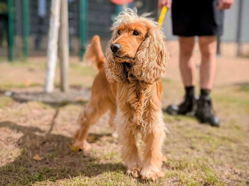 Cocker Spaniel for adoption in Cardiff, Glamorgan – 2 years old