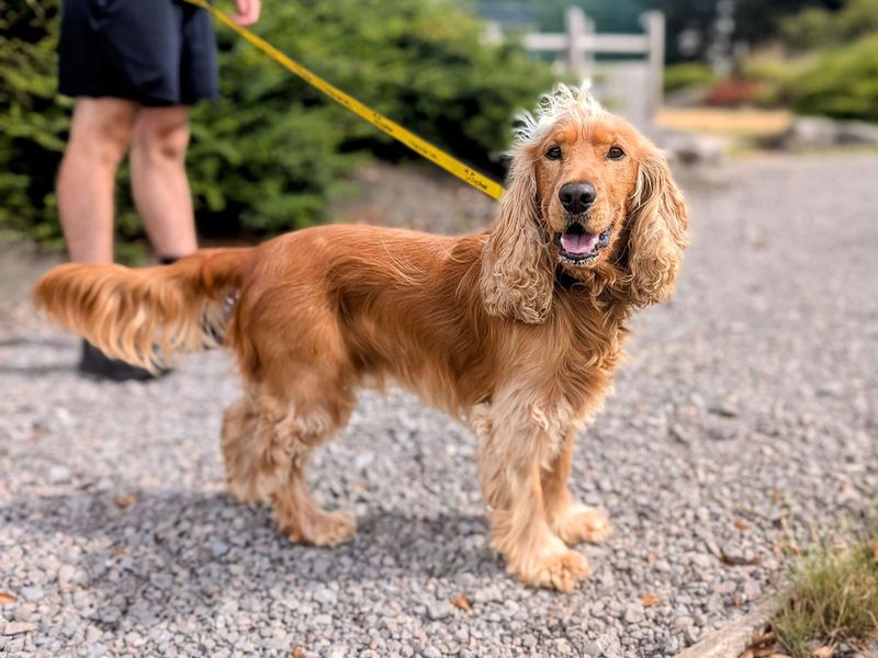 Cocker Spaniel for adoption in Cardiff, Glamorgan – 2 years old - Image 3 of 5
