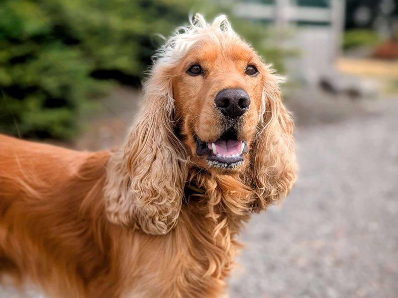 Cocker Spaniel for adoption in Cardiff, Glamorgan – 2 years old - Image 2 of 5
