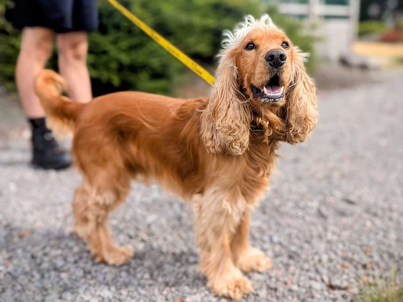 Cocker Spaniel for adoption in Cardiff, Glamorgan – 2 years old - Image 4 of 5